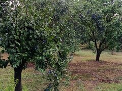 Prune de vanzare