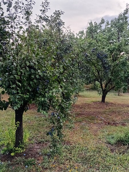 Prune de vanzare