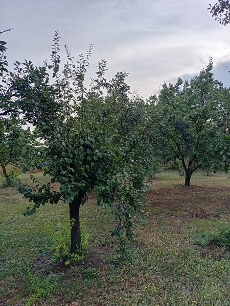 Prune de vanzare
