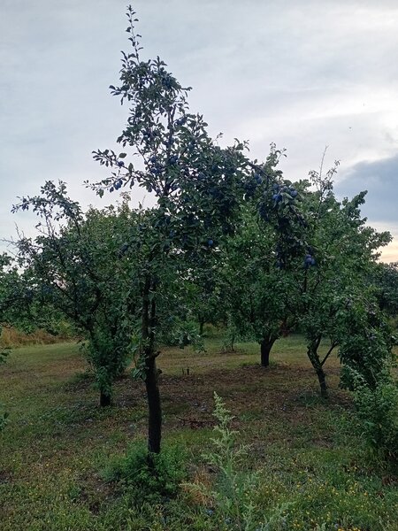 Prune de vanzare