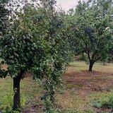 Prune de vanzare