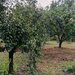 Prune de vanzare