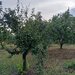 Prune de vanzare