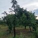 Prune de vanzare